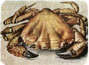 Albrecht Durer Lobster 1495 Watercolour and gouache oil on canvas